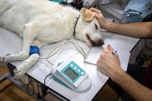 CUIDADO DE MASCOTAS Y PERMISOS LABORALES